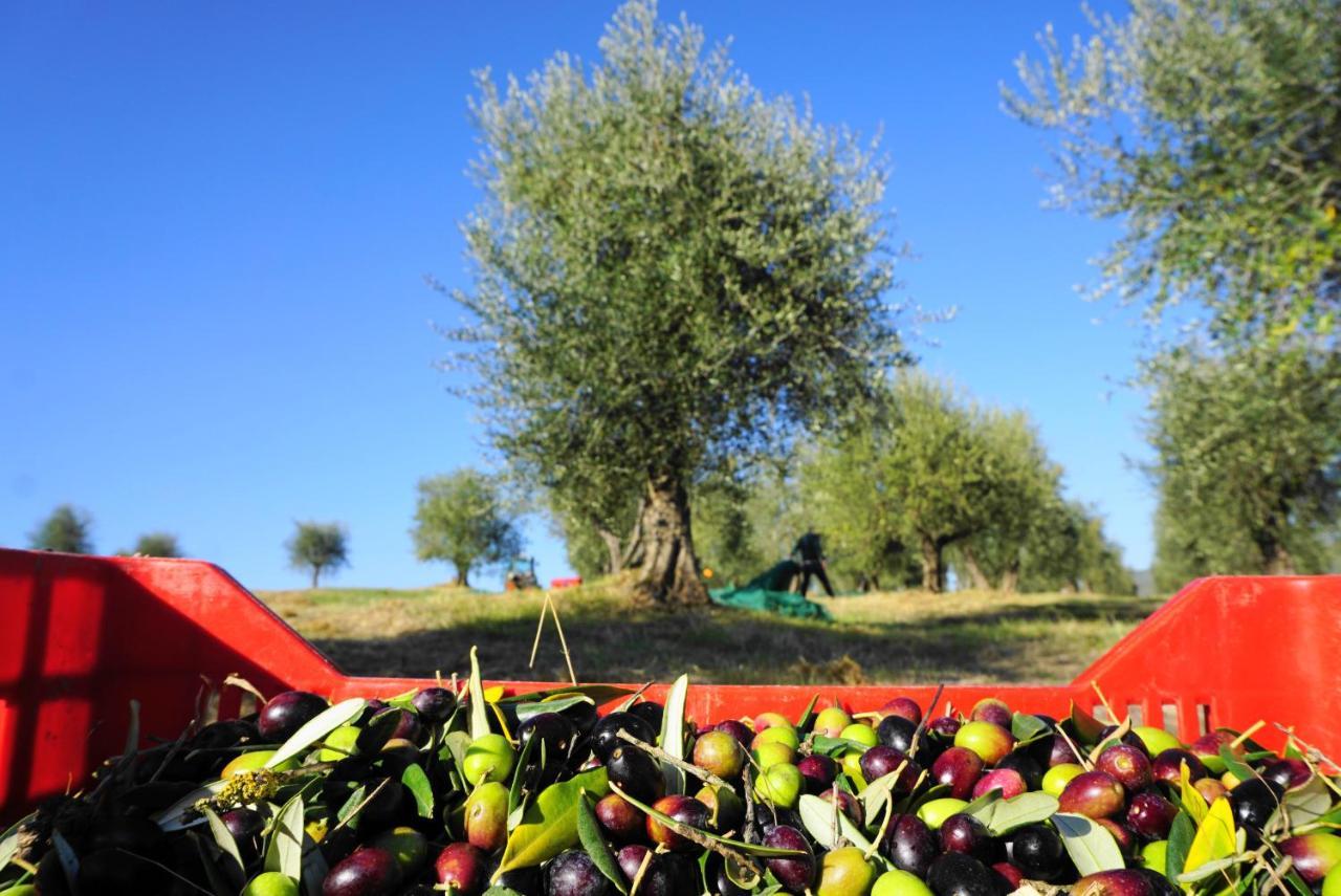 Fattoria Lornano Winery Monteriggioni Exterior foto